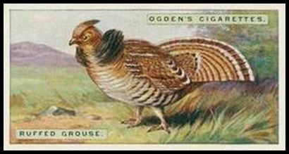 22 Ruffed Grouse